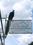 Pfau zu Besuch